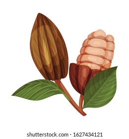 Cocoa Pod Cut into Halves with Many Beans Inside Vector Illustration