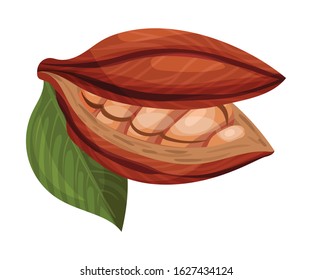 Cocoa Pod Cut into Halves with Many Beans Inside Vector Illustration