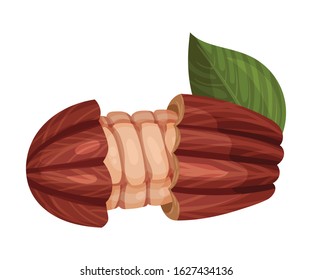 Cocoa Pod Cut into Halves with Many Beans Inside Vector Illustration