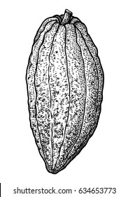 Cocoa pod illustration, drawing, engraving, ink, line art, vector