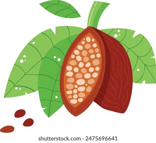 Cocoa pod illustration split open showing cocoa beans, surrounded green leaves, isolated white background. Perfect topics related chocolate production, agricultural products. Vector style image