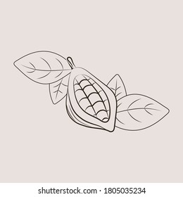 Cocoa pod illustrations. Sketch vector food illustration. Essential oil, medicine, cosmetic, chocolate ingredient