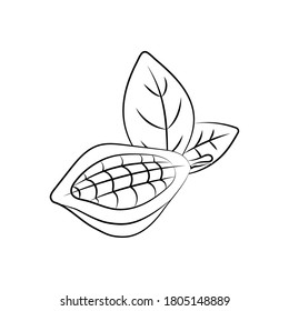 Cocoa pod illustrations. Sketch vector food illustration. Essential oil, medicine, cosmetic, chocolate ingredient