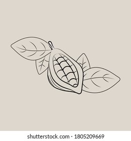 Cocoa pod illustrations. Sketch vector food illustration. Essential oil, medicine, cosmetic, chocolate ingredient