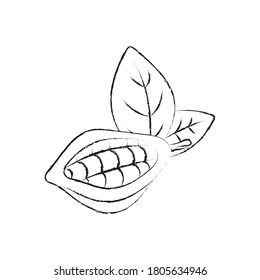 Kakao-Podillustrationen. Skizze, Vektorgrafik von Lebensmitteln. Essenzielles Öl, Medizin, Kosmetik, Schokolade