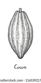 Cocoa pod. Ink sketch isolated on white background. Hand drawn vector illustration. Retro style.