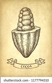 Cocoa pod. Ink sketch on old paper background. Hand drawn vector illustration. Retro style.