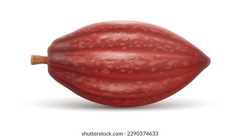 Cocoa pod isolated on white transparent background. Ingredient for chocolate production. Realistic. Vector illustration