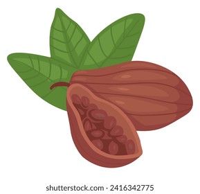 Cocoa pod with leaves and raw beans. Vector illustration isolated on white background