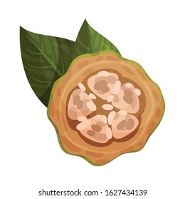 Cocoa Pod Top View Isolated on White Background Vector Item