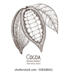 Cocoa pod vector illustration. Hand drawn cocoa beans. Design template.