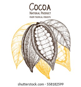 Cocoa pod vector illustration. Hand drawn cocoa beans. Design template.