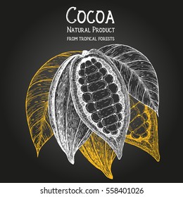 Cocoa pod vector illustration. Hand drawn cocoa beans. Design template.