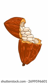 cacau pod com ilustrações de sementes brancas isoladas sobre fundo branco. Frutos de colheita de cacau