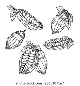 Cocoa pods and beans. Cacao bob. For packaging, cards, flayers