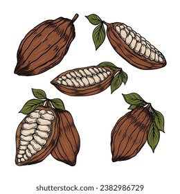 Cacao en vainas y frijoles. Cacao bob. Para empaque, tarjetas, capas