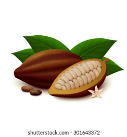 Cocoa pods, beans, flower and leaves isolated on white background. Realistic vector illustration.