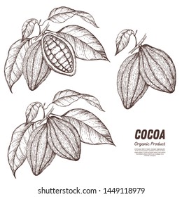 Cocoa pods vector illustration. Hand drawn sketch collection. Chocolate design. Chocolate beans. Vintage illustration. Cacao fruit for design.