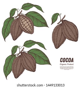 Cocoa pods vector illustration. Hand drawn sketch. Chocolate design. Chocolate beans. Vintage illustration. Cacao fruit for design. Can used for packaging design