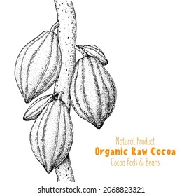 Ilustración vectorial de vectores de vectores de vaqueros de cacao. Esbozo de árbol de cacao dibujado a mano. Elemento de diseño vintage. Granos de cacao. Ilustración vintage.