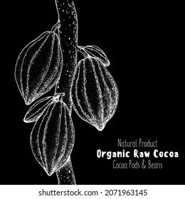 Cocoa pods vector illustration. Hand drawn cocoa tree sketch. Vintage Design Element. Cacao beans. Vintage illustration.