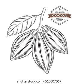 Cocoa pods vector illustration, label, logo, emblem, symbol.