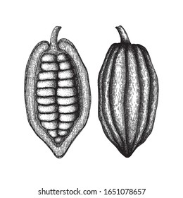 Cocoa pods whole and half. Hand drawn engraved sketch vector illustration. Vintage elements for packaging, cards, flayers design.