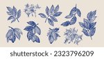 Cocoa set. Fruits, flowers, leaves. Gravure style. Blue.