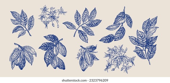 Cocoa set. Fruits, flowers, leaves. Gravure style. Blue.