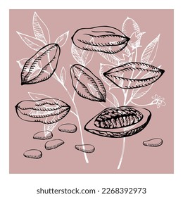 Cocoa set. Hand drawn cocoa bean vector, sketch of leaves and cocoa tree.Parts of plants. Organic product.Design element. Doodle  for cafe, shop, menu, cosmetics. For label, logo, emblem, symbol.