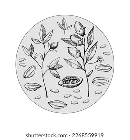 Cocoa set. Hand drawn cocoa bean vector, sketch of leaves and cocoa tree.Parts of plants. Organic product.Design element. Doodle  for cafe, shop, menu, cosmetics. For label, logo, emblem, symbol.