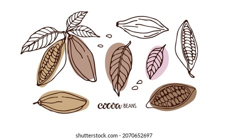 Cocoa set. Hand drawn sketch vector Cocoa beans, leaves sketch and Cocoa beans text isolated on white Organic product Doodle sketch for cafe, shop, menu. Plant parts. For label, logo, emblem, symbol.