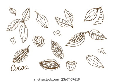 Cocoa set. Hand Drawn sketch cocoa beans. Vector hand drawn illustration of plant parts and cacao seeds. 