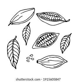 Cocoa set. Hand drawn vector Cocoa beans, leaves sketch on white background. Doodle Outline illustration for cafe, shop, menu. Plant parts. Organic product sketch. For label, logo, emblem, symbol.