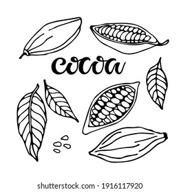 Cocoa set. Hand drawn vector Cocoa beans, leaves sketch and Cocoa text on white background. Organic product Doodle sketch for cafe, shop, menu. Plant parts. For label, logo, emblem, symbol.