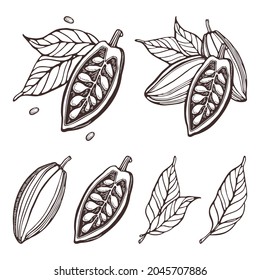 Cocoa set. Hand-drawn vector Cacao beans, leaves. Doodle Outline sketches Vector illustration for design menu, shop, fabric, wallpaper. Plant parts. For logo, print, label, emblem, symbol