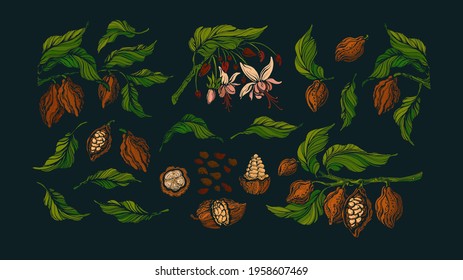 Cocoa set. Natural dark chocolate, aroma powder. Vector green tree, exotic fruit, bean. Art engraved, vintage botanical elements isolated on black background