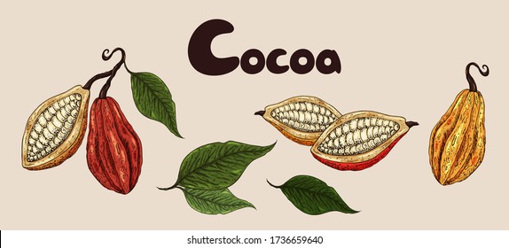 Cocoa set. Organic healthy food sketch. Cocoa beans closeup. Hand drawn  cacao branch with fruits. Great for banner, poster, label.  Cocoa leaves,  seeds, cocoa collection. Superfood cacao.