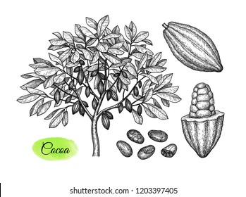 Cocoa set. Tree, pods and beans. Ink sketch isolated on white background. Hand drawn vector illustration. Retro style.