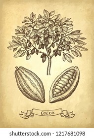 Cocoa set. Tree and pods. Ink sketch on old paper background. Hand drawn vector illustration. Retro style.