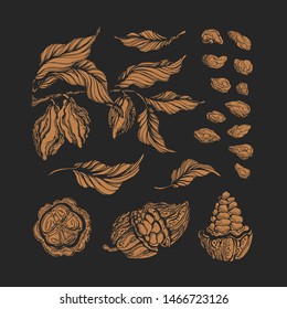 Cocoa set. Vector engraving. Chocolate natural ingredient. Botanical shape of bean, fruit, leaves. Isolate group. Organic food. Cacao sweet drink. Vintage illustration, hand drawn print