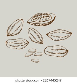 Cocoa set. Vector hand drawn cocoa bean seeds. Organic product. Doodle sketch for cafe, shop, confectionery, menu, cosmetics, chocolate. Parts of plants. For label, logo, emblem. Design element