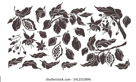 Cocoa set. Vector nature elements. Botanical art shape of tree, bean, fruit, leaf, flower. Group of isolate on white background. Organic tropical food. Cacao sweet drink, natural chocolate
