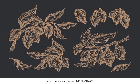Cocoa set. Vector nature elements. Botanical art sketch of tree, bean, fruit, leaves. Group of golden isolate on black background. Organic tropical food. Cacao sweet drink, natural chocolate
