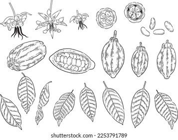 Cocoa set.Hand drawn cocoa isolated on white background. Vector illustration in retro style.
