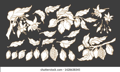 Cocoa. Silhouette set. Vector nature shape. Botanical art line sketch of bean, fruit, leaf, flower. Group isolate. Organic tropical food. Cacao sweet drink, natural chocolate
