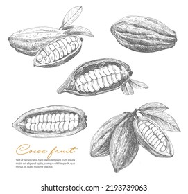 Cocoa sketch, vector beans of chocolate or cacao plant. Cocoa tree fruit with leaves, vintage hand drawn pods with open seeds, natural ingredient of cacao powder, butter or chocolate, dessert food