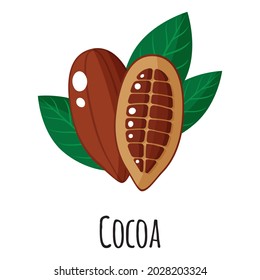 Cocoa superfood fruit for template farmer market design, label and packing. Natural energy protein organic food. Vector cartoon isolated illustration.