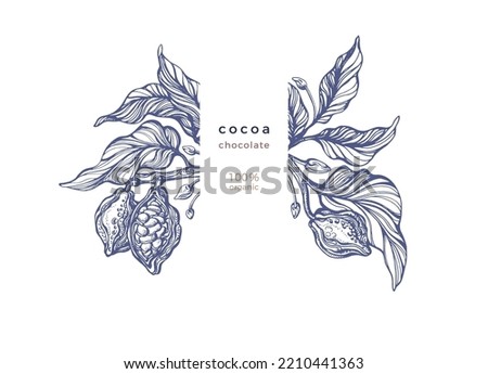 Cocoa texture hand drawn print. Organic chocolate, aroma drink, natural butter. Vector decor of fruit, leaves. Hand drawn rustic illustration on white background