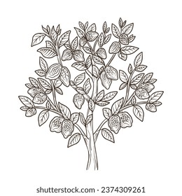 Cocoa tree. Beans and branches leaves. Hand drawn vector sketch.